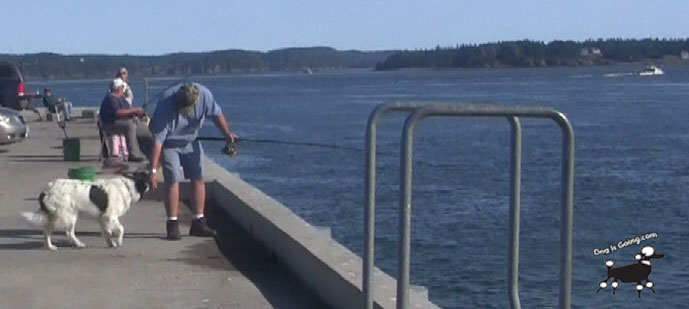 Dog Friendly Travel to Eastport Maine Pier Friends