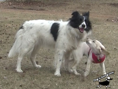 Dog Thanksgiving Friends