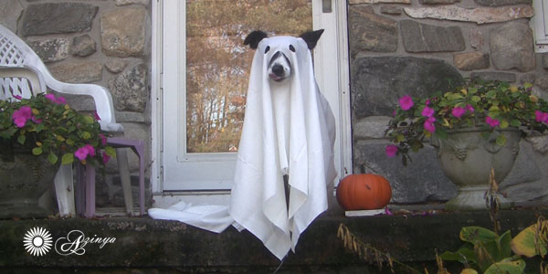 border collie Daisy Dog ghost costume photoshoot