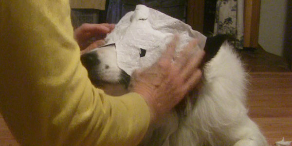 Border Collie Dog Making Ghost Costume for Photoshoot