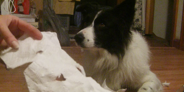 Border Collie Dog Making Ghost Costume for Photoshoot
