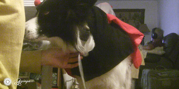 Border Collie Dog Daisy Making Ghost Costume for Photo Shoot