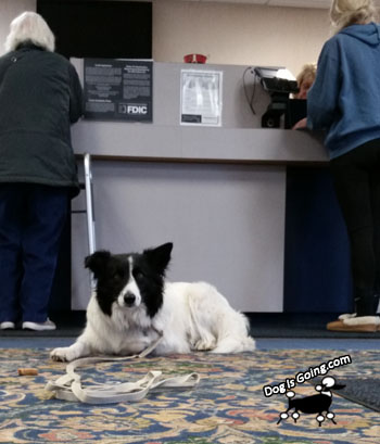 Christmas Shopping with dog at bank