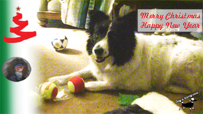 Daisy Dog Christmast Gifts