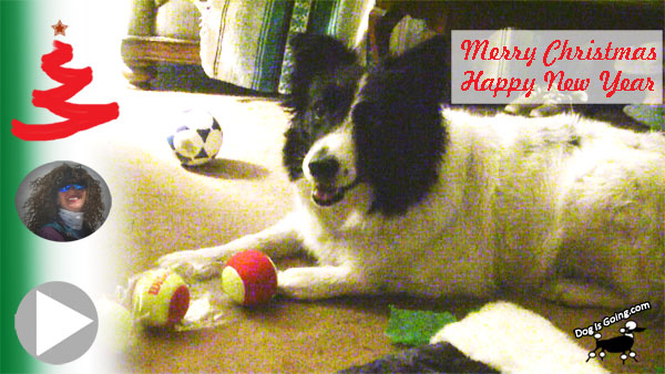 Daisy Dog's Christmas Gift