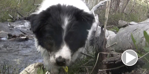 Daisy Dog Learns To Swim