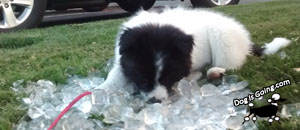 Daisy Ice