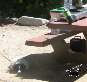 DogFriendlyCamping