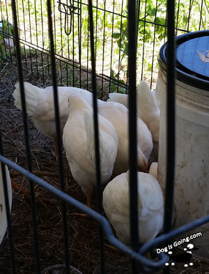 Dog has Chores & Found her Lost Chicks