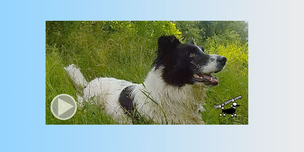 DIY Dry Dog Shampoo