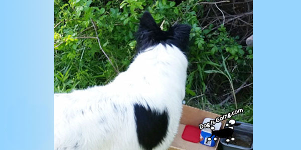 Dog Finds Lost Baby Chicks