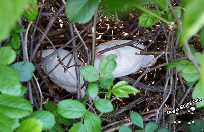 Dog Finds Lost Baby Chicks in Briar