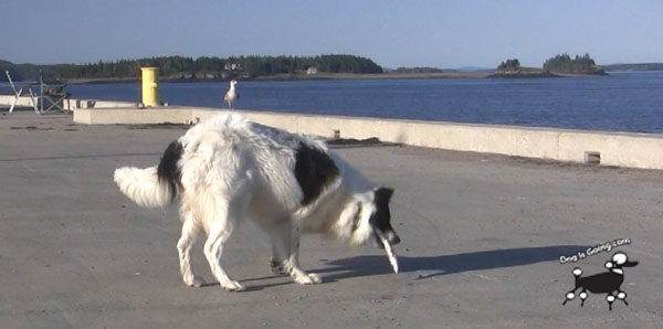 Dog Friendly Travel Eastport Maine Daisy Fish