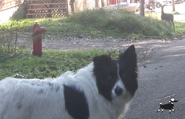 Dog Friendly Dog Travel to Eastport Maine Deer