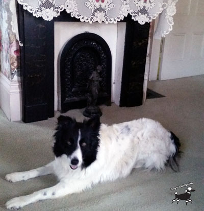 Daisy Dog Friendly Travel to Eastport Maine 2021