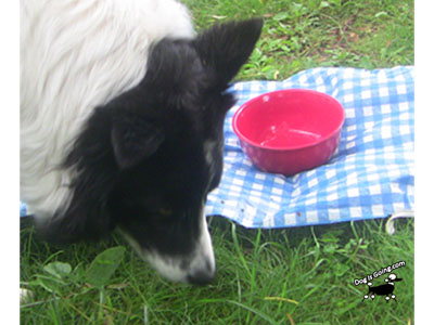 Dog 4th July Celebration