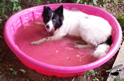 Dog July 4th Pool