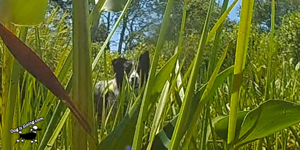 Dog Kayaking Quaboag in Grass