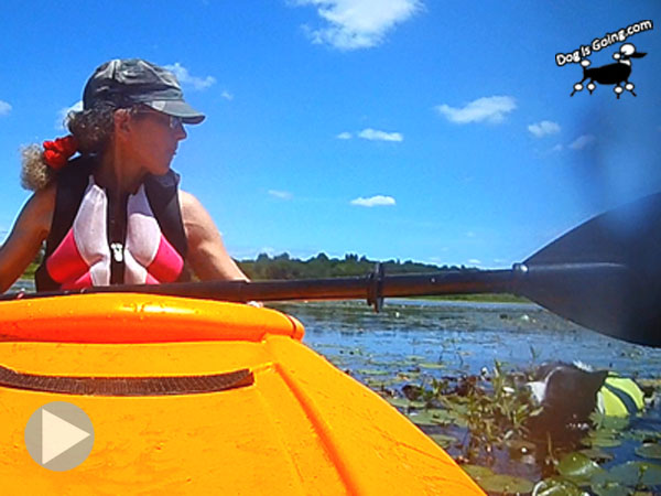 Dog Kayak Quaboag River Swim