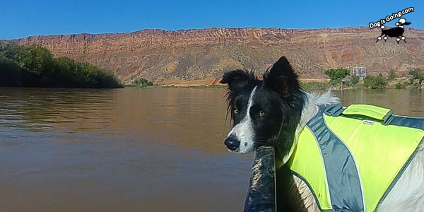 Dog Life Jacket Colorado River Moab