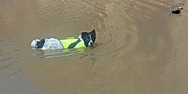 Dog Life Jacket Colorado River Moab