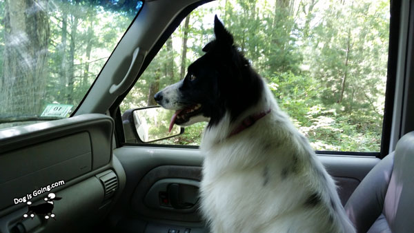 Dog Thanksgiving Road Trips