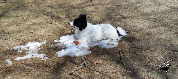 Dog Thanksgiving Snow