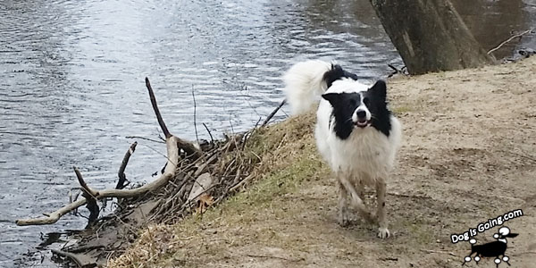 Dog Thanksgiving Walk