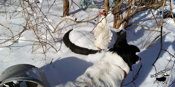 Dog Thanksgiving Hens