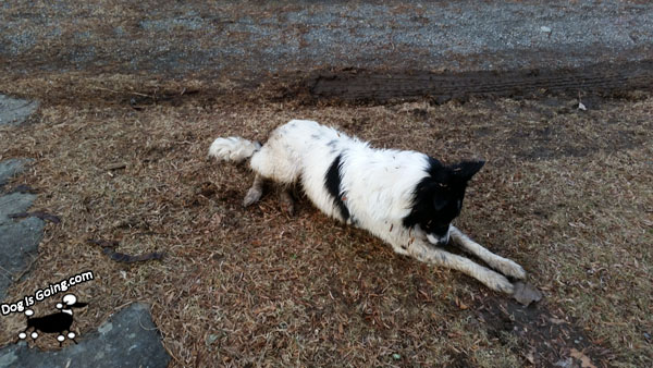 Dog Thanksgiving Mud
