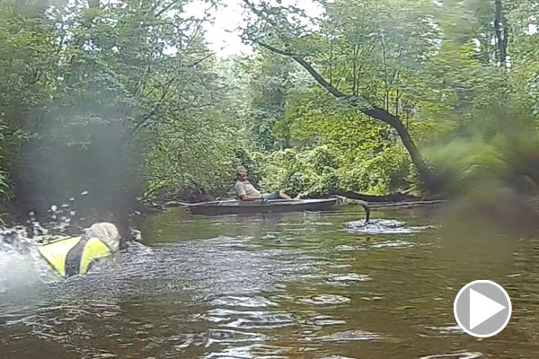 Dog Travel Adventure Loon Play