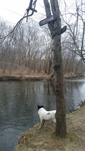 Dog Travel Dog Friendly Blackstone River
