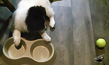 Travel Dog Food