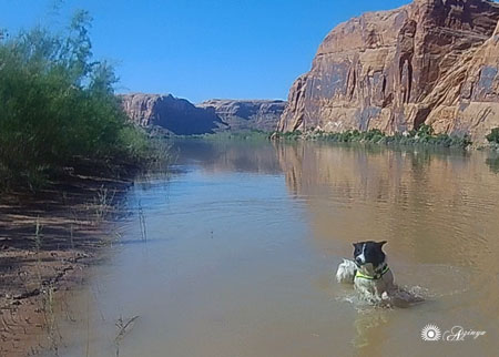 Dog Travel Dog Is Going Canoe Moab