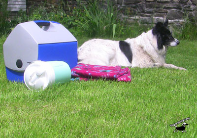 Father's Day Adventures with Dog