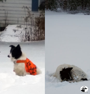 High Visibility Dog Hunting Vest
