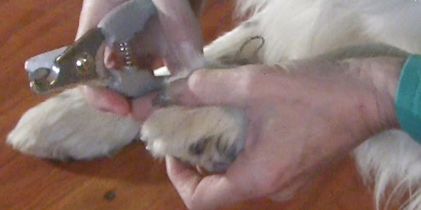 How I Cut Trim Border Collie Claws Nails