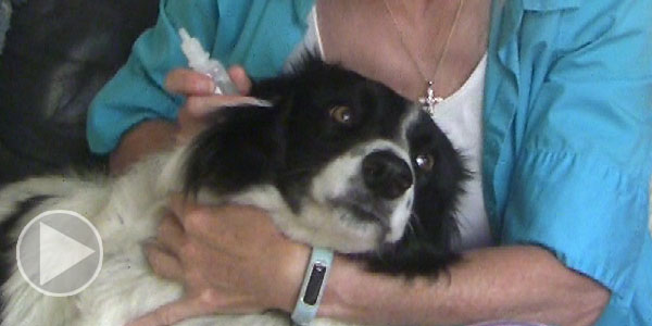 Put Eye Drops in Dog's Eyes