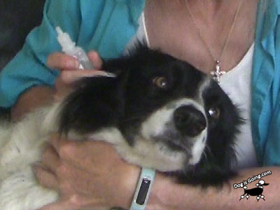 how to put eye drops in dogs eyes