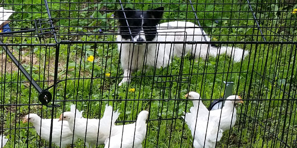 Train Dog to Herd Chickens Dog Meets Chickens