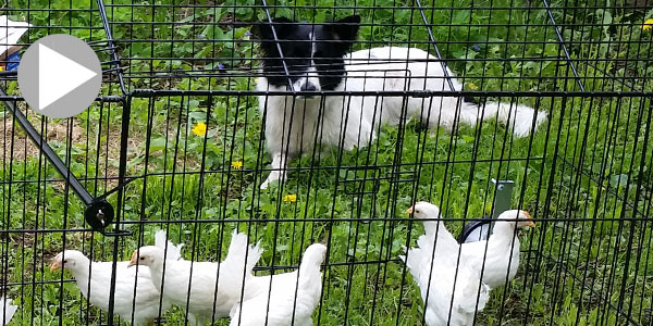 Teach Dog To Herd Chickens