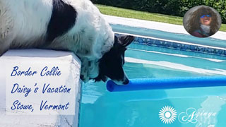 Daisy Border Collie Dog Friendly Stowe Vermont Vacation