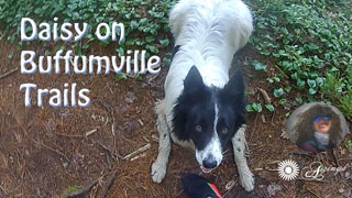 Daisy Border Collie Dog Friendly Buffumville Trails