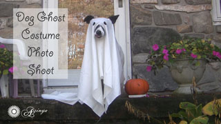 Border Collie Daisy Dog Ghost Costume Photo Shoot