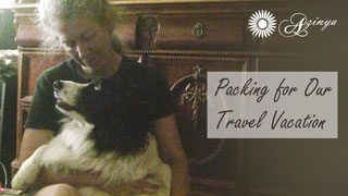 Daisy Border Collie Dog Friendly Travel Packing Easy