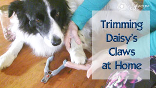How I cut trim border collie dog claws toe nails at home