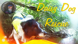 Daisy Dog Needs River Rescue