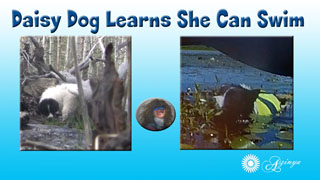 Teach Dog to Swim