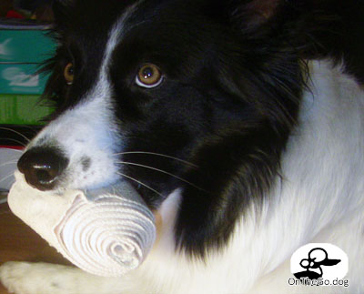 Wrap Dog's Paws for Support